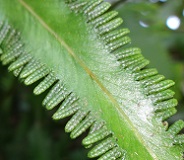 Red Finger Fern (Lygodium circinnatum) photo